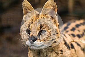 Serval Leptailurus serval