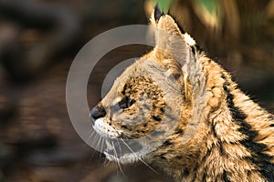 Serval Leptailurus serval