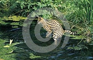 SERVAL leptailurus serval