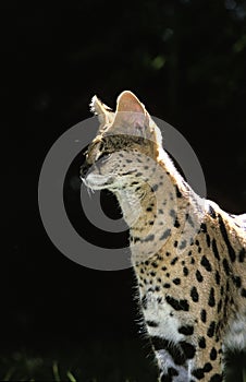 SERVAL leptailurus serval