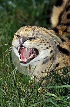 SERVAL leptailurus serval