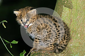 SERVAL leptailurus serval