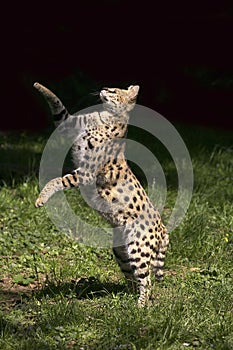 SERVAL leptailurus serval