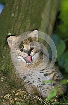 SERVAL leptailurus serval