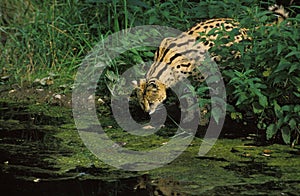 SERVAL leptailurus serval