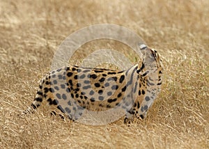 Serval Leptailurus serval