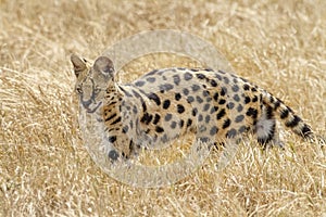 Serval Leptailurus serval