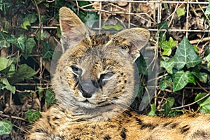 Serval leptailurus serval