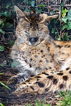 Serval leptailurus serval