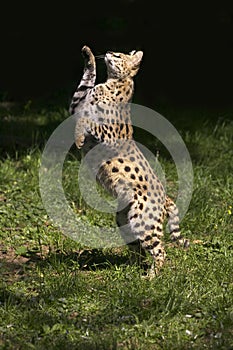 Serval, leptailurus serval, Adult hunting Bird