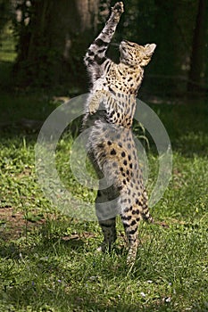 Serval, leptailurus serval, Adult hunting Bird