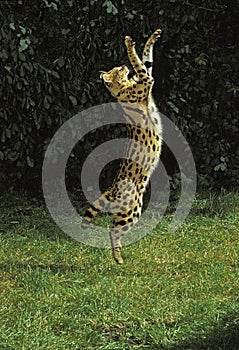 SERVAL leptailurus serval, ADULT HUNTING ON HIND LEGS