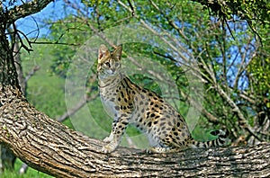 Serval, leptailurus serval, Adult standing on Branch