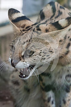 Serval (Leptailurus serval) photo