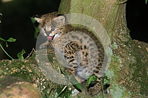 Serval, leptailurus serval, Cub calling