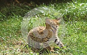 SERVAL leptailurus serval, CUB SNARLING