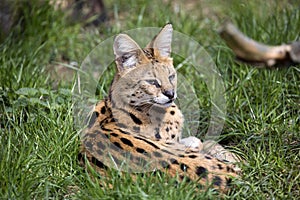 Serval, Leptailurus serval lying in the grass