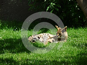 The serval - Leptailurus serval - lying and resting on the grass