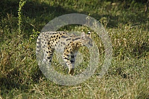 Serval, leptailurus serval, Masai Mara Park in Kenya