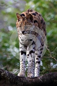 The serval Leptailurus serval, a small African cat on a branch. A rare African cat with a green background