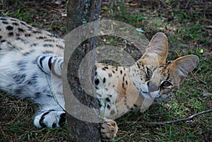 Serval (Leptailurus serval). South Africa