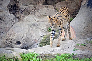 Serval -Leptailurus serval- walks through long grass