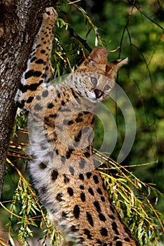 Serval Leptailurus at the tree