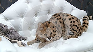 The Serval lives in the apartment owners have a sleeping lies