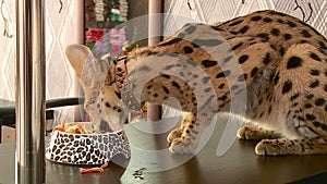 The Serval lives in the apartment owners have a sleeping lies