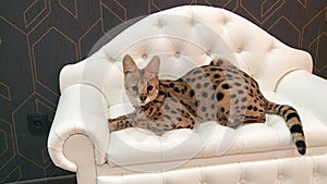 The serval lives in the apartment owners have a sleeping lies