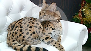 The Serval lives in the apartment owners have a sleeping lies