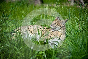 The Serval is lying in the green grass