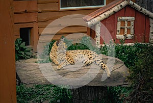 Serval lying on a log