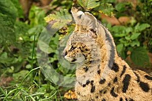 a serval is a predatory cat and very elegant