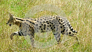 A serval prowls the Maasai Mara reserve in Tanzania