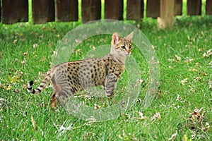 Serval Savannah Kitten