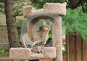 Serval Savannah Kitten