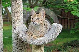 Serval Savannah Kitten