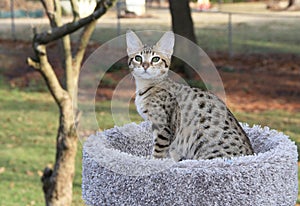 Serval Savannah Kitten Outside on a Cat Tree
