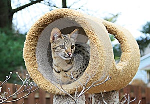 Serval Savannah Kitten photo