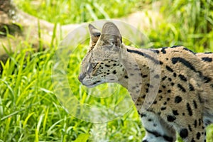 Serval Stalking In Grasslands, Medium Sized Wild Cat