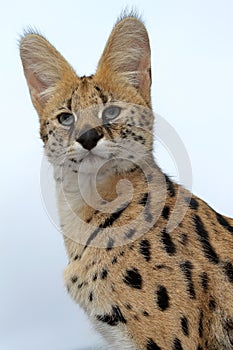 Serval Wild Cat photo