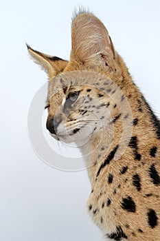 Serval Wild Cat