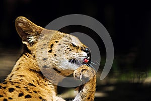 Serval wild cat