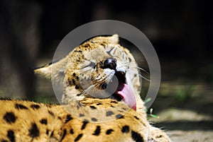 Serval wild cat