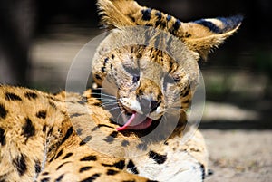 Serval wild cat