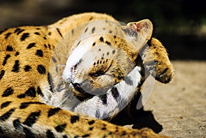 Serval wild cat