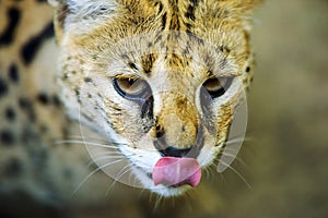 Serval wild cat