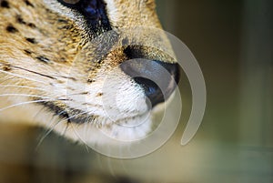 Serval wild cat