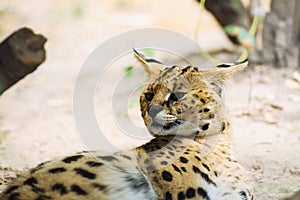 Serval wild cat